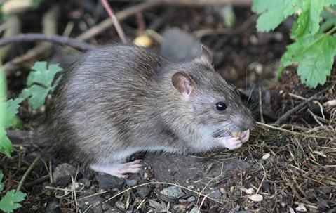 mouse standing in dirt
