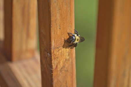 A carpenter bee burrowing into a wooden deck | Accutech Pest Management