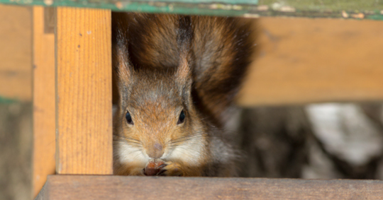 Squirrel with nut closeup