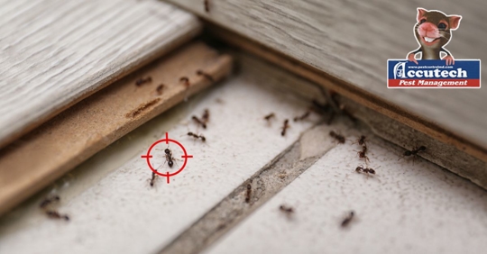 Photo of an ant infestation