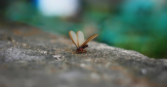 Flying Termite