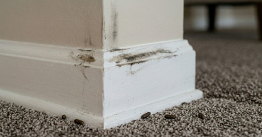 Rub marks and droppings of rodents