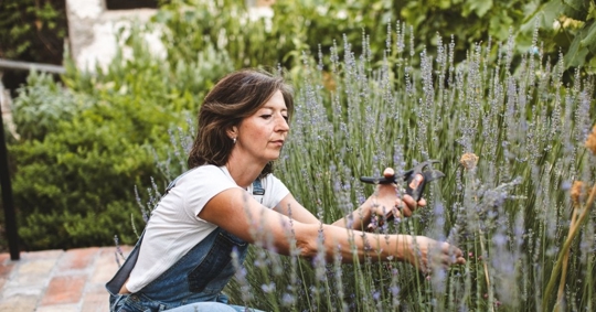 Woman harvesting lavender in garden on a sunny day