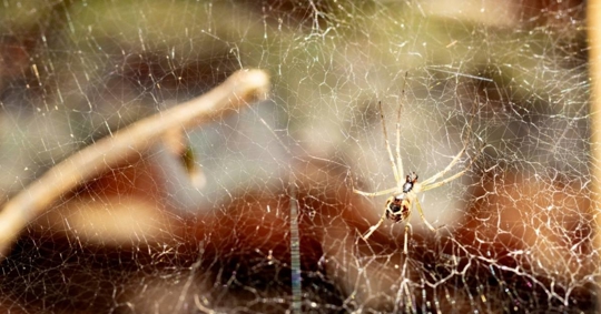 spider on web with fine silk threads in forest light