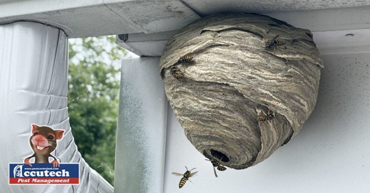 Wasps nest