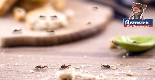 Ants on wooden kitchen counter