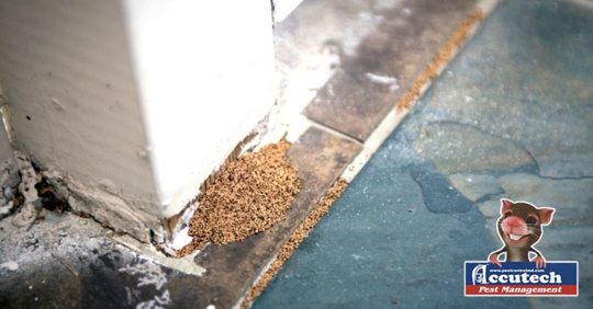 Photo of structural damage caused by termites