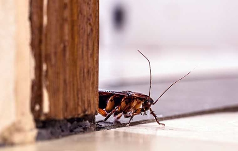 cockroach