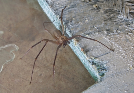 Brown Recluse Spider Annapolis Maryland