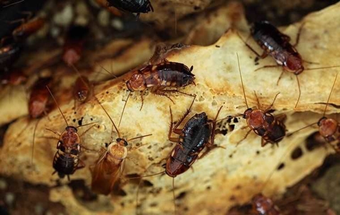 cockroaches on bread