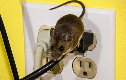 mouse on a cord plugged into the wall