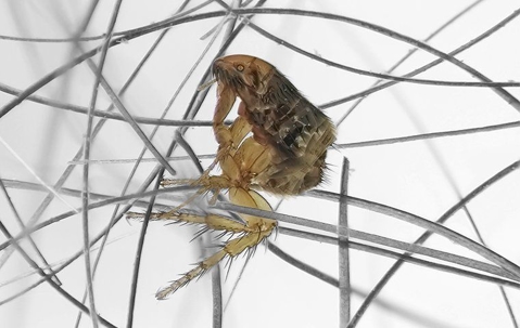 zoomed in image of a flea in hair