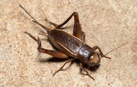 Cricket on a stone surface