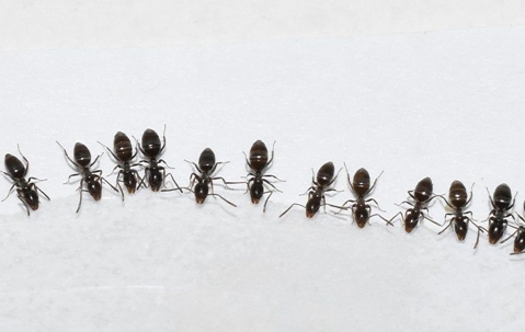 row of ants