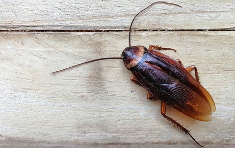 cockroach on wood