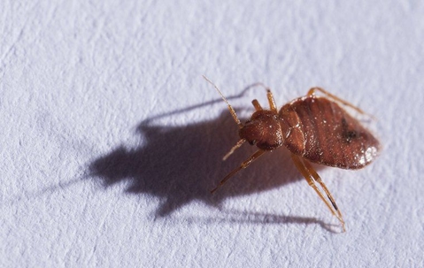 bed bug on a white surface