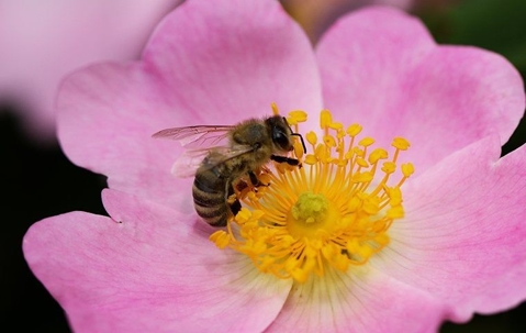 Bee on a pink flower