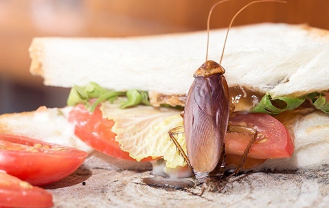 Cockroach on a sandwich