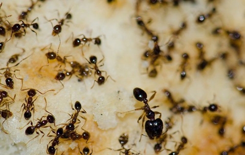 Ants swarming on a surface