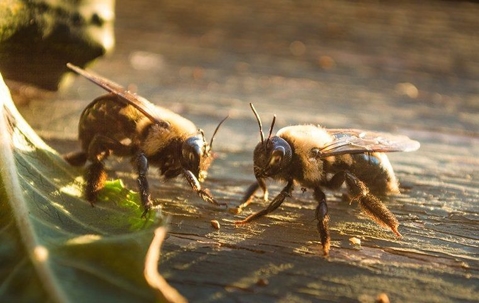 bees on a plant