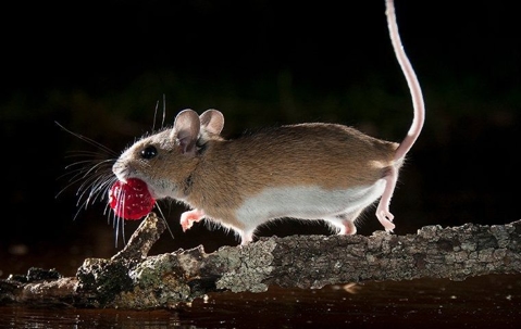 mouse with a raspberry in the mouth