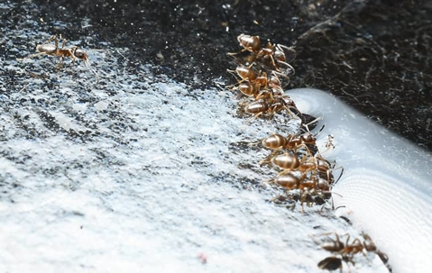 line of ants