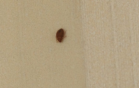 Bed bug on fabric