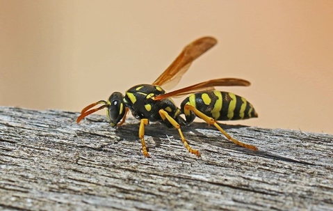black and yellow wasp