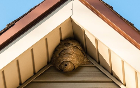 wasp nest on a home