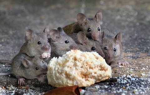 group of six mice eating bread