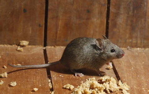 a gray mouse on wooden floor