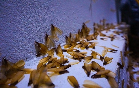 Termites swarming on a ledge