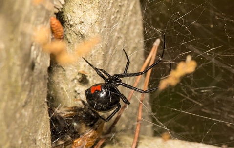 Black widow spider