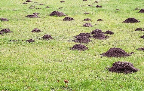 Holes dug up in a green lawn
