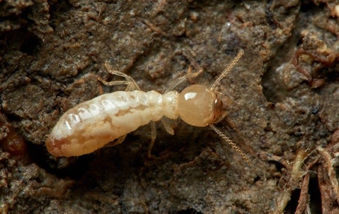 Termite on the ground