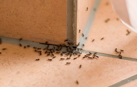group of ants on tile