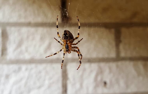 spider in a web by a white wall