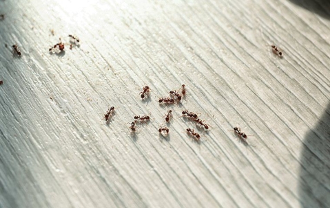 ants on table