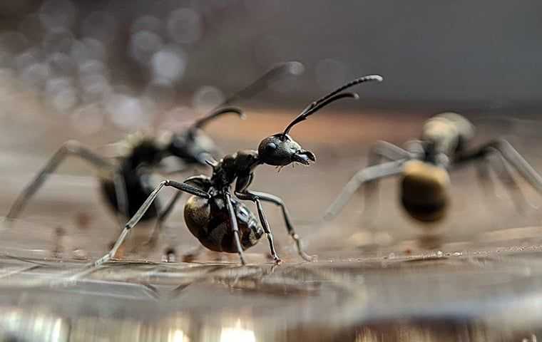 32Ff 7A Accutech Pest Id Ants 7A 79Dfb 6B 0