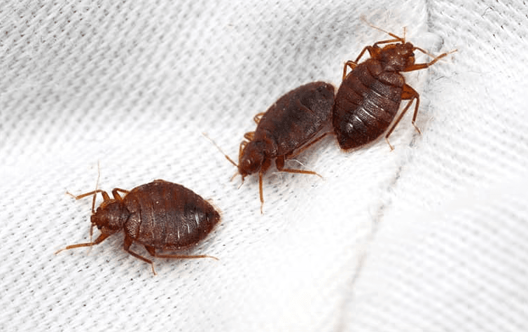 Bedbugs