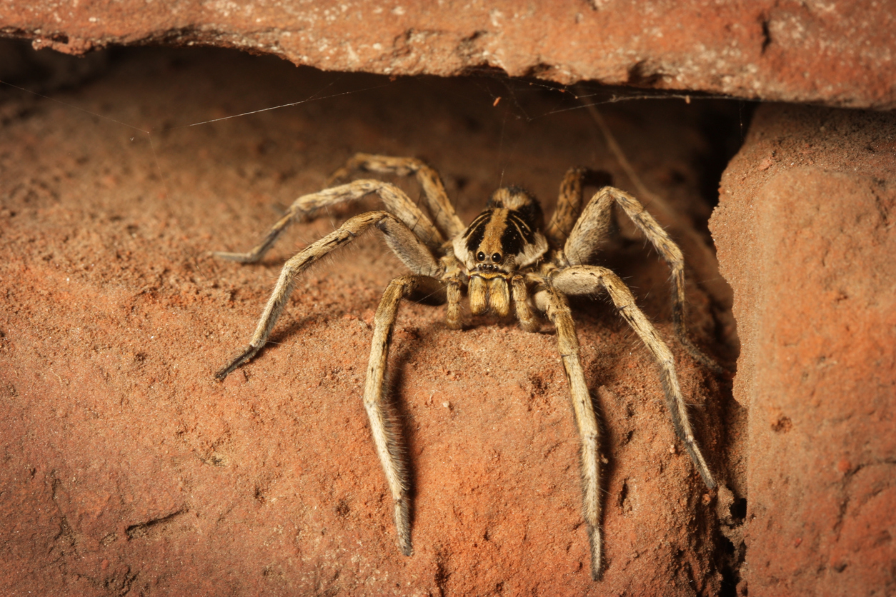 Wolf Spider