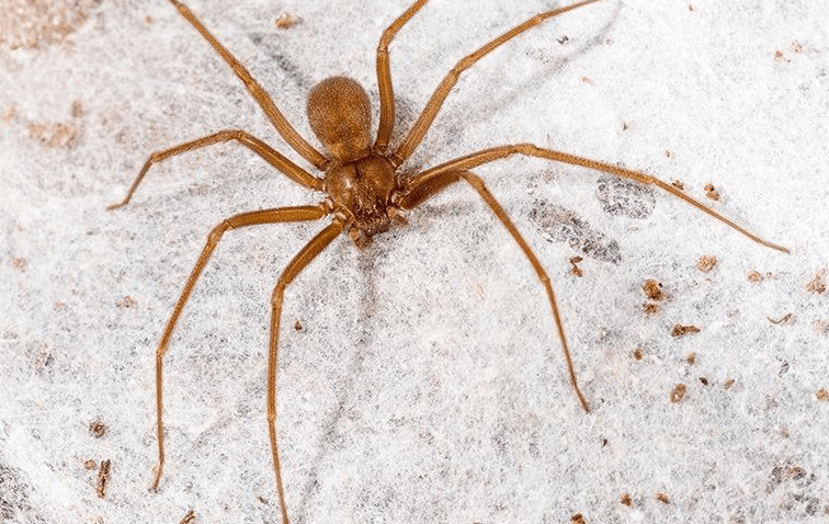 Brown Recluse Spider