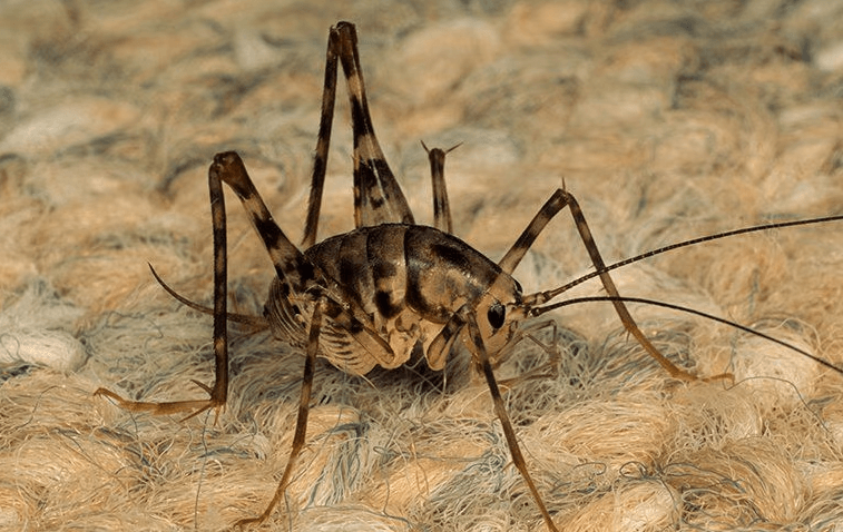 Camel Cricket