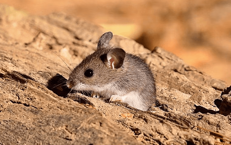 Deer Mice