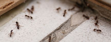 Ants