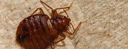 Bed Bugs