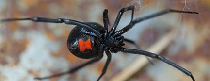 Black Widow Spiders