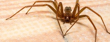 Brown Recluse Spiders