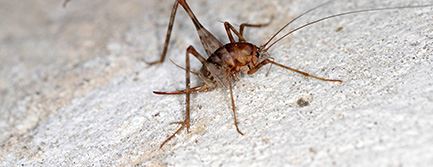 Camel Crickets