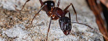 Carpenter Ants
